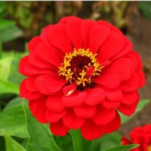 zinnia vermelha gigante da california 15 sementes 0959 e1496670529697