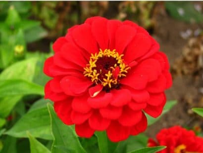 zinnia vermelha gigante da california 15 sementes 0959 e1496670529697