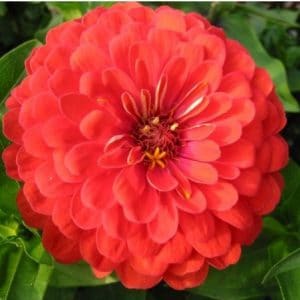 Zinnia Vermelha Gigante da Califórnia: 15 Sementes - SoFlor Sementes