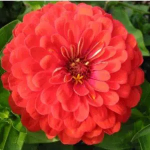 zinnia vermelha gigante da california 15 sementes 1055 e1496670549378