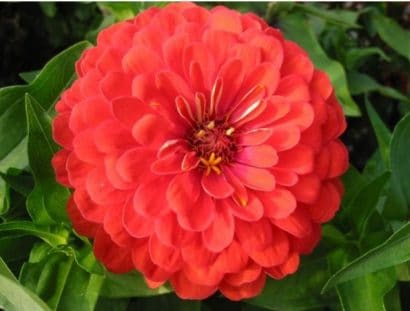 zinnia vermelha gigante da california 15 sementes 1055 e1496670549378