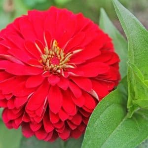 zinnia vermelha gigante da california 15 sementes 2145 e1496670660522