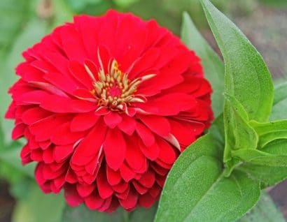 zinnia vermelha gigante da california 15 sementes 2145 e1496670660522