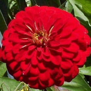 zinnia vermelha gigante da california 15 sementes 2752 e1496670584589