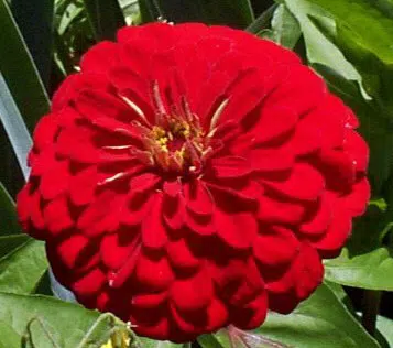 zinnia vermelha gigante da california 15 sementes 2752 e1496670584589