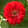 Zinnia Vermelha Gigante da Califórnia: 15 Sementes