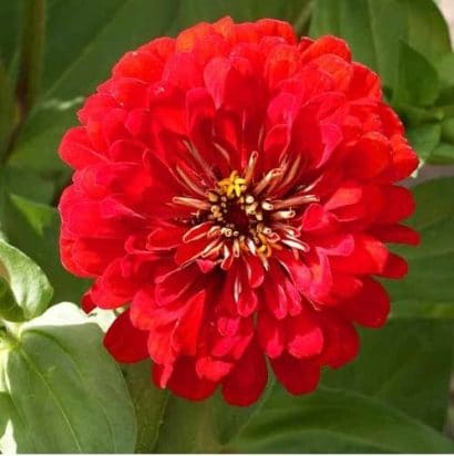 Zinnia Vermelha Gigante da Califórnia: 15 Sementes