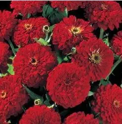 zinnia vermelha gigante da california 15 sementes 4665 e1496670477642