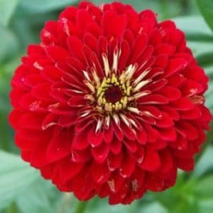 zinnia vermelha gigante da california 15 sementes 4962 e1496670500941