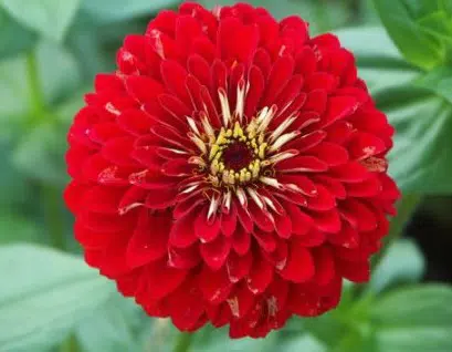 zinnia vermelha gigante da california 15 sementes 4962 e1496670500941