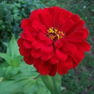 zinnia vermelha gigante da california 15 sementes 6737 e1496670689263