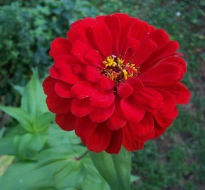 zinnia vermelha gigante da california 15 sementes 6737 e1496670689263