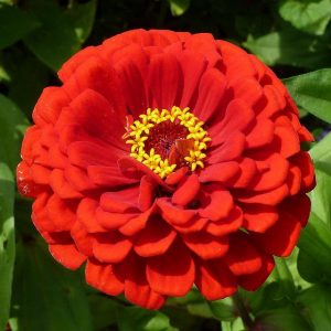 zinnia vermelha gigante da california 15 sementes 8441