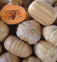 abobora jerimum de leite sergipana 10 sementes 2011 e1496429813900