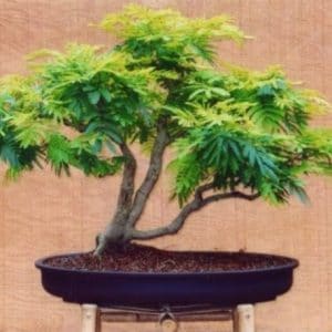 acacia golden mimosa 7 sementes 2 2 e1496429492288