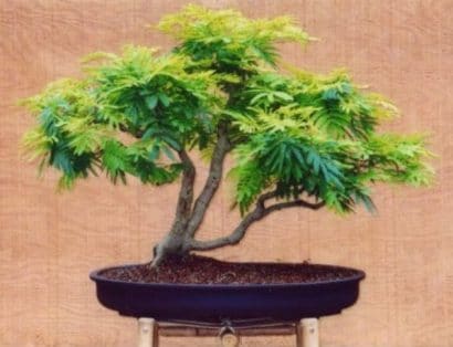 acacia golden mimosa 7 sementes 2 2 e1496429492288