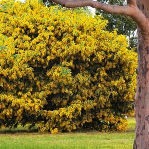 acacia golden mimosa 7 sementes 2 3 e1496429267742