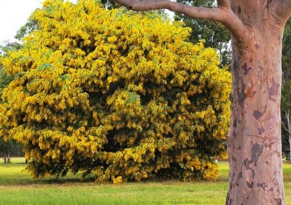 acacia golden mimosa 7 sementes 2 3 e1496429267742