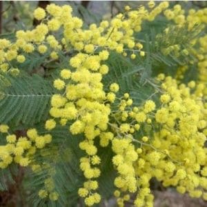 acacia golden mimosa 7 sementes 2 4 e1496429465283