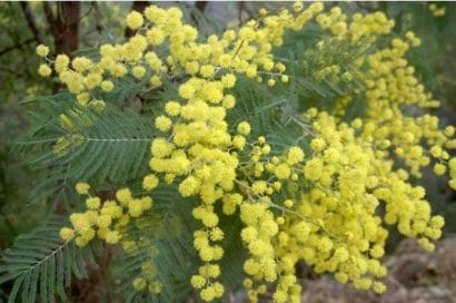 acacia golden mimosa 7 sementes 2 4 e1496429465283