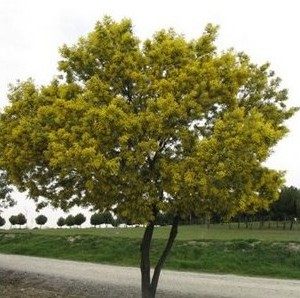 acacia golden mimosa 7 sementes 2 5 e1496429301575