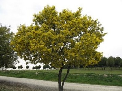acacia golden mimosa 7 sementes 2 5 e1496429301575