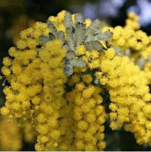 Acácia Golden Mimosa: 7 Sementes