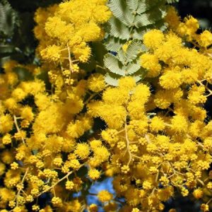 acacia golden mimosa 7 sementes 2626 e1496429676491