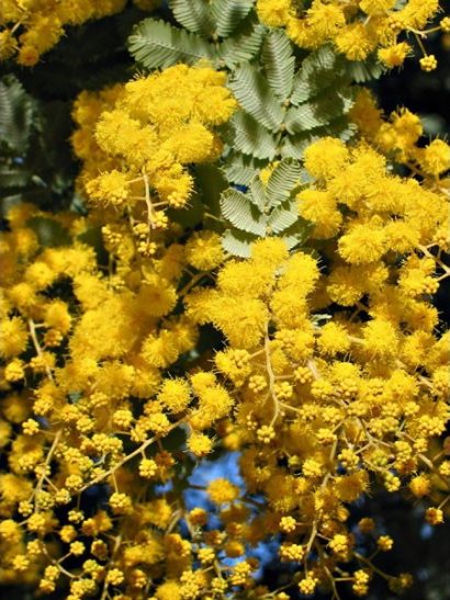 Acácia Golden Mimosa: 7 Sementes
