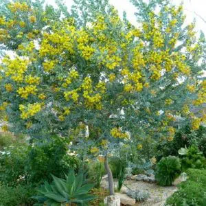 acacia pearl 7 sementes 2 4 e1496429082330