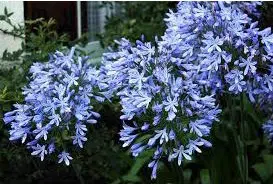 agaphantus azul 1 bulbo 2 e1496430217793