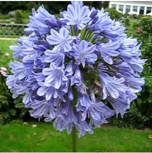 agaphantus azul 1 rizoma 9449 e1496430634890