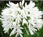 agaphantus branco 1 bulbo 2 4 e1496430053858
