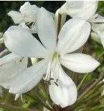 agaphantus branco 1 bulbo 2 e1496430128864