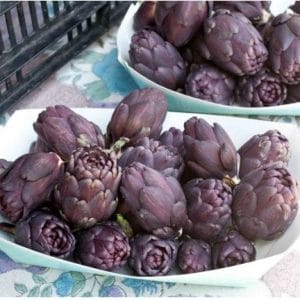 alcachofra violeta 10 sementes 2 6 e1496691869946