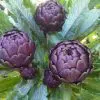 Alcachofra Violeta: 10 Sementes