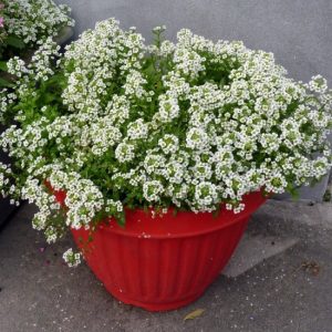 alyssum 20 sementes 2 2 e1496765377120