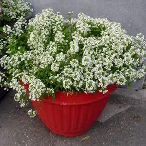 alyssum 20 sementes 2 2 e1496765377120