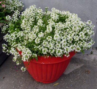 alyssum 20 sementes 2 2 e1496765377120