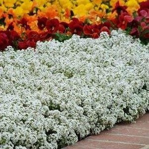 alyssum 20 sementes 2 3 e1496765360869