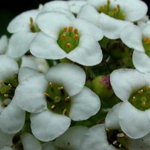 alyssum 20 sementes 2 4 e1496765342613