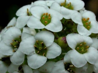 alyssum 20 sementes 2 4 e1496765342613