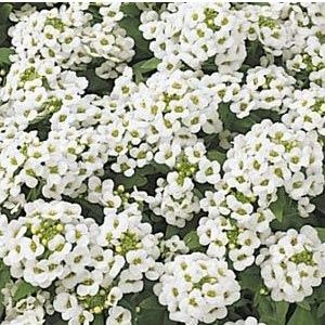 alyssum 20 sementes 2 5 e1496765325841