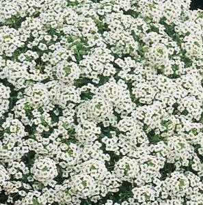 alyssum 20 sementes 2 6 e1496765290852