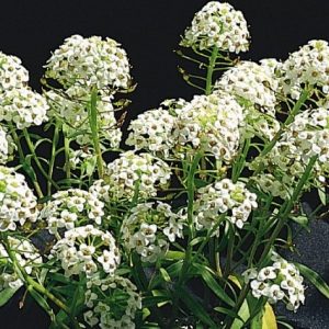 alyssum 20 sementes 2 8 e1496765257992