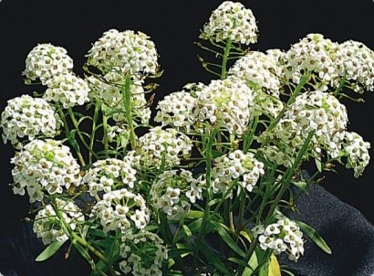 alyssum 20 sementes 2 8 e1496765257992