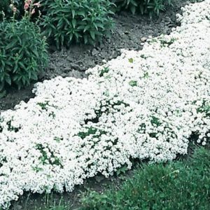 alyssum 20 sementes 2 e1496765397408