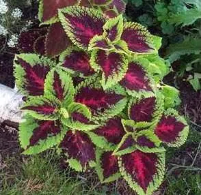 arco iris flor sortido coleus 20 sementes 2 2 e1496429907700