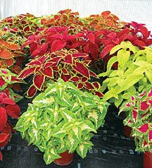 arco iris flor sortido coleus 20 sementes 2 3 e1496429947438