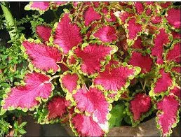 arco iris flor sortido coleus 20 sementes 2 4 e1496429928692